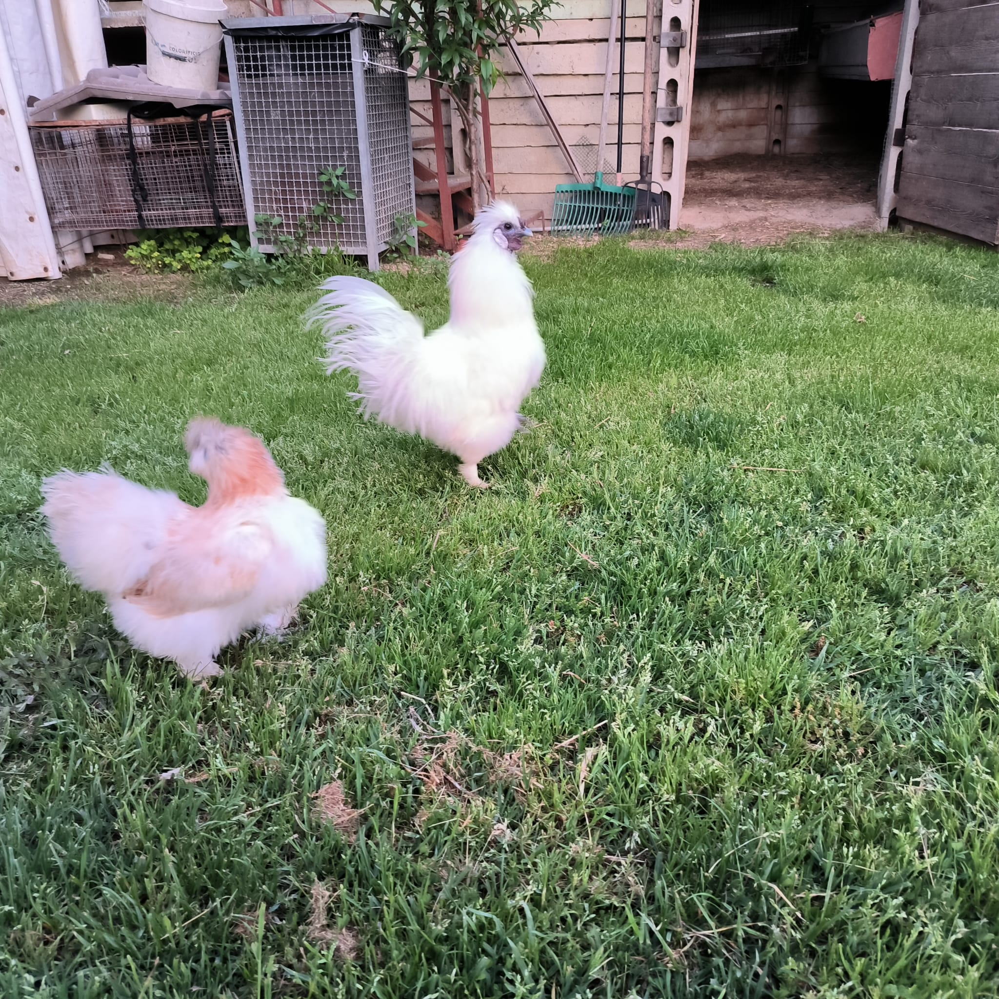 Coppia di Moroseta al pascolo